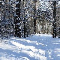 Сосновый бор в феврале (из поездок по области). :: Милешкин Владимир Алексеевич 