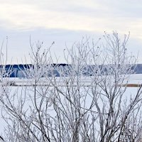 Веточки ивы . :: Татьяна Перегудова 