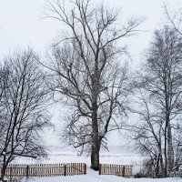 Когда деревья были большие. :: Татьяна Перегудова 