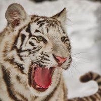 Тигр бенгальский. :: аркадий 