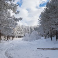 Зимний лес :: Анатолий Клепешнёв