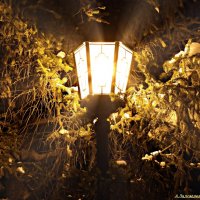 Когда качаются фонарики ночные.. :: Андрей Заломленков