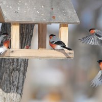 Ура, насыпали семечек :: Светлана Медведева 