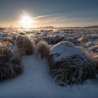 Ёжики :: Роман Грушевский