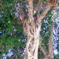 Ствол дерева баньян. :: Валерьян Запорожченко