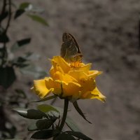 Бабочка :: Клара Пономаренко
