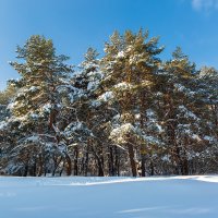 Солнечный зимний пейзаж :: Александр Синдерёв
