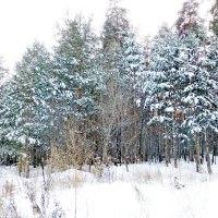 До леса лыжня приведет :: Raduzka (Надежда Веркина)