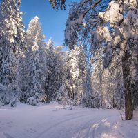 Зимний лес в объятьях тишины. Задремал, укутав ветки снегом. :: Vladimbormotov 