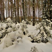 Зимний лес :: Ольга Митрофанова