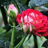Цветы после дождя. Двухцветная роза :: Валерий Нестеров