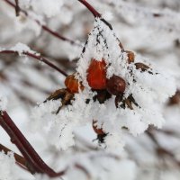 Мороз снежком укутывал... :: Ольга 