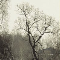 Два дерева :: Елена Минина