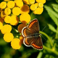 скоро лето, бабочки...5 :: Александр Прокудин