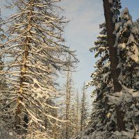 Зимний лес :: Albina Lukyanchenko