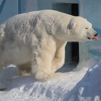 Праздник полярного медведя. :: аркадий 