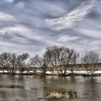 Облако птица :: Сергей Дружаев