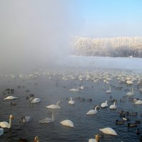Январь на озере Светлом :: Татьяна Лютаева