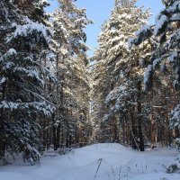 Глаза поили душу красотой! :: Восковых Анна Васильевна 