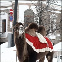 Под знаком ПДД. :: Александр Шимохин