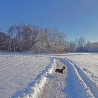 Солнечный морозный день... :: Александра [-/