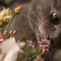 Тайная жизнь домашних животных :: Людмила 