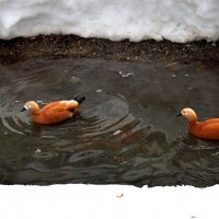 Перезимовали в зоопарке и вернулись. :: Татьяна Помогалова