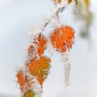 Покрытая изморозью ветка берёзы :: Анатолий Клепешнёв