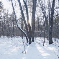 Солнышко рано заходит в лесу :: Raduzka (Надежда Веркина)