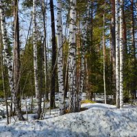 В воздухе запах весны... :: Галина 