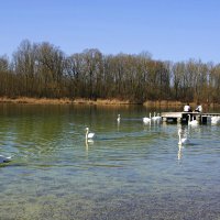 "Лебединое" озеро в феврале... :: Galina Dzubina