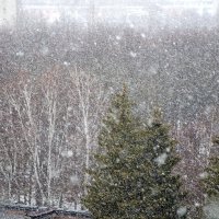 Весенний... снег! :: Валентина  Нефёдова 