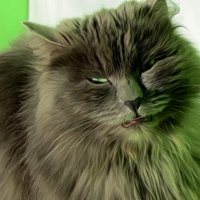 Сердитый кот :: Владимир 