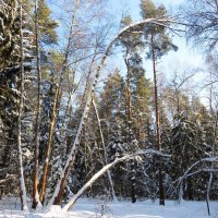 Зимний день в лесу :: Андрей Снегерёв