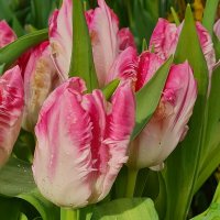 Весенние цветы 8 марта :: Надежда Лаптева