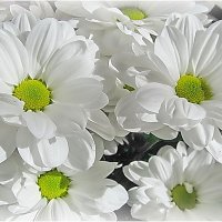 Белые цветы :: Ольга Елисеева