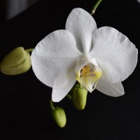 Орхидея :: Сергей Владимирович Егоров