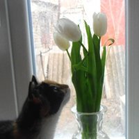 Бася и тюльпаны :: Наталья 