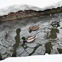 Утки уже парами. :: Татьяна Помогалова