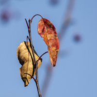 Осенний этюд. :: Виктор Иванович Чернюк