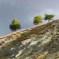 Три деревца перед грозой :: Галина 