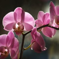 Орхидея весенняя. :: barsuk lesnoi