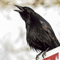 Сердитая ворона :: Alexander Andronik