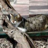 Дворовые коты. :: Николай Сидаш