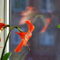 Hippeastrum :: Vlad Сергиевич