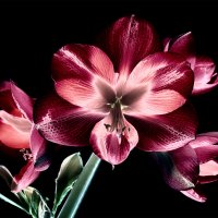 hippeastrum :: Zinovi Seniak