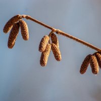 серёжки орешника :: Денис Геранькин