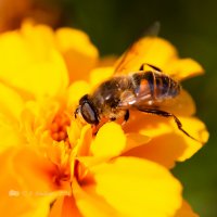 Пчела на бархотке :: Александр Синдерёв