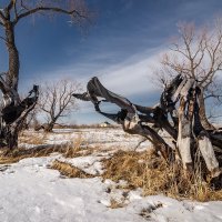 Дерева :: Виктор Четошников