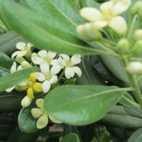 pittosporum fobira :: Герович Лилия 